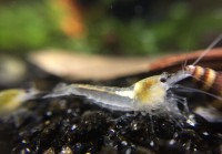 /album/fotogalerij/white-pearl-1-jpeg/